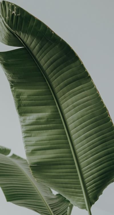 Tips for maintaining a healthy cut flower garden