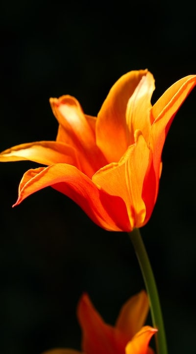 The embryo holds the potential for vibrant flowers.