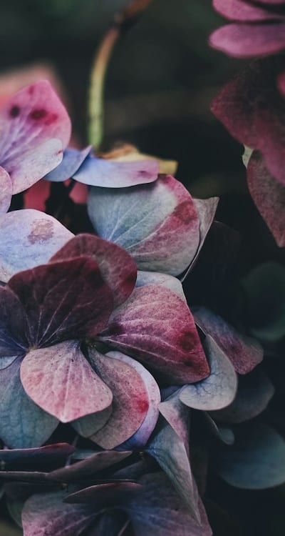 Watering and Fertilizing Biennial Flowers for Healthy Growth