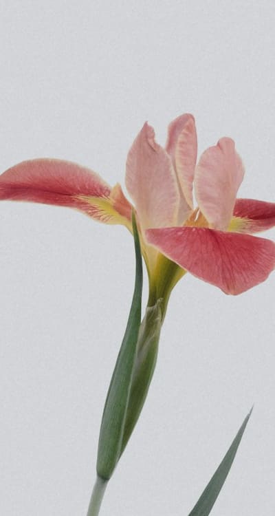 Alt text: Deadheading and pruning - essential techniques for healthy flowers