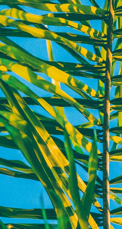 Directly sow flowers in your garden for success.