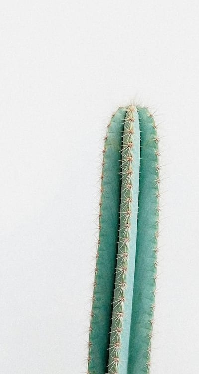 Starting perennial flower seeds for organic gardening.