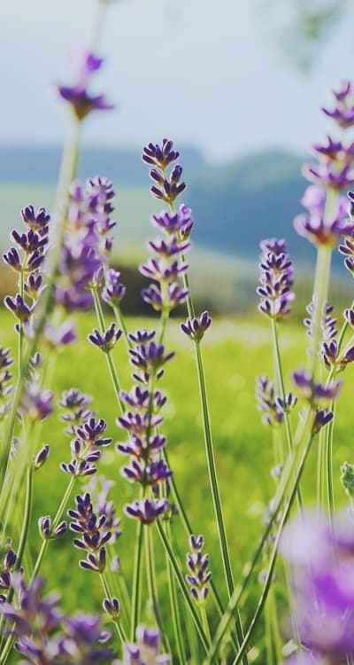 Healthy cottage garden flowers blooming in a garden