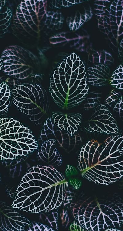 Fertilizing biennial flowers for strong growth and vibrant blooms.