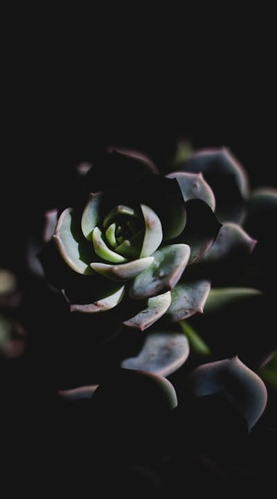 Harvesting flower seeds: techniques and tips for success.