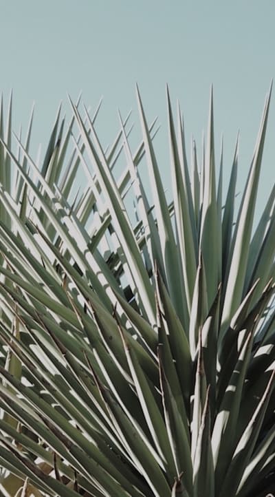 Care tips for healthy and blooming [Name] plants.