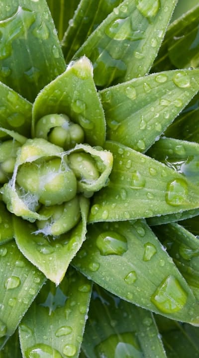 Herb seedlings in grow containers under grow lights