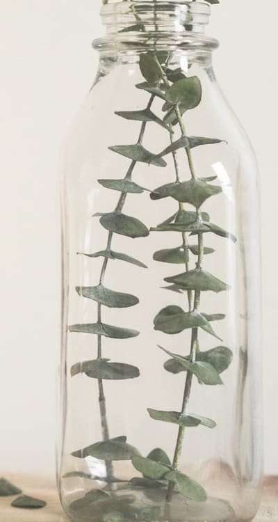 Alt text: Inspecting herb seedlings for pests and diseases.