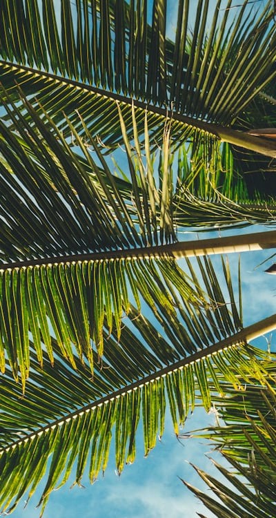 Alt text: Healthy herb seedlings ready for transplanting