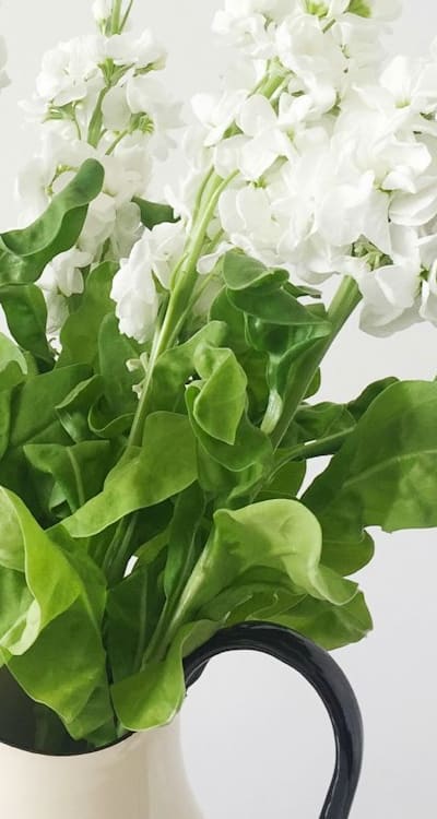 Watering and caring for herb seedlings.