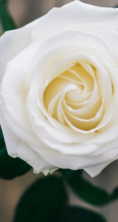 Emergence of true leaves in dicot seedling