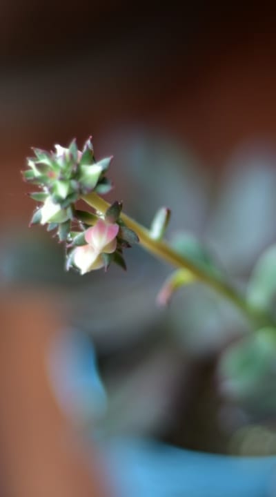 A guide to safeguarding lettuce plants from pests and diseases.