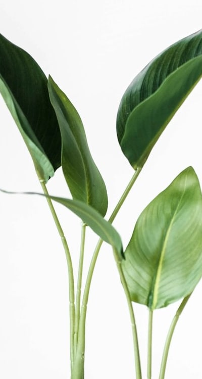 Alt text: Terracotta and plastic plant pots for indoor flower garden