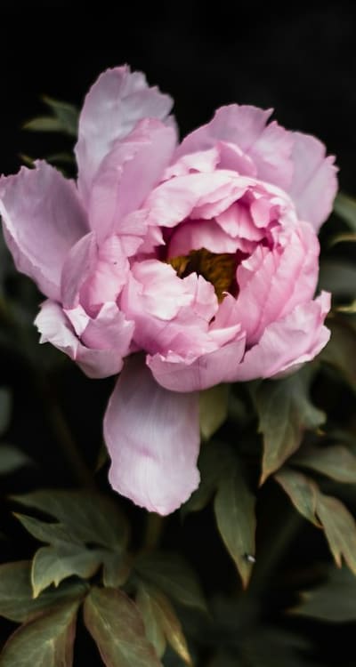 Soil, Seedlings being transplanted into a larger container