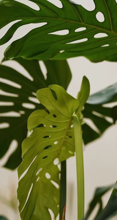 Taking care of native wildflowers for optimal growth.