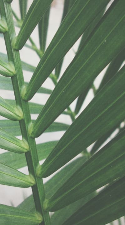 Proper pruning and division for healthy cottage garden perennials.