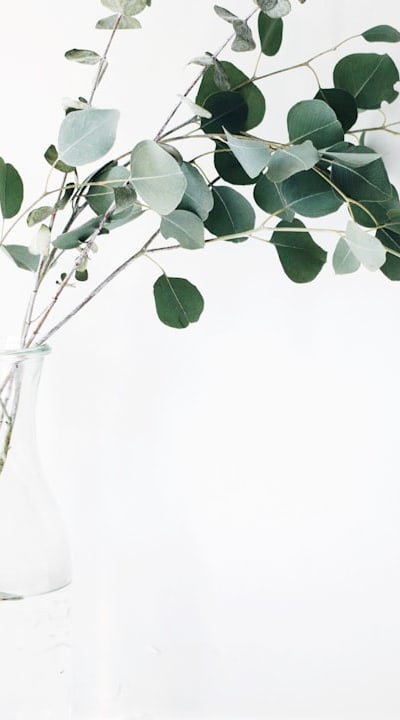 Alt text: Gradually acclimate seedlings to outdoor environment