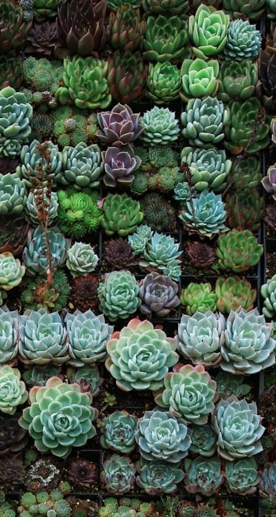 Thinning seedlings gradually promotes healthy growth and blooms.