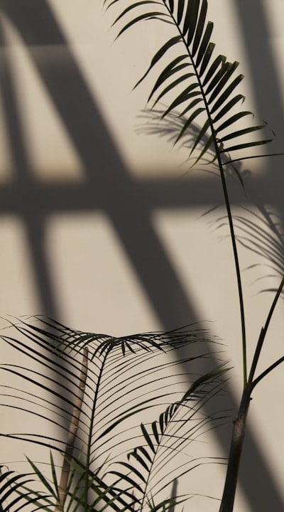 Growing fruit seedlings and transitioning them to the outdoors.