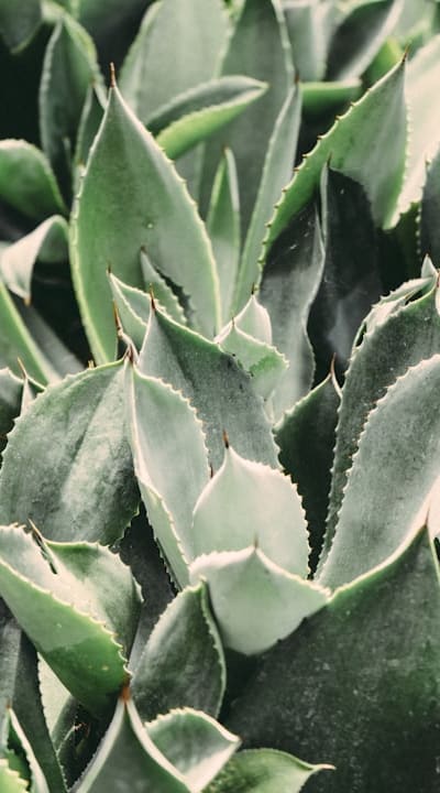 Caring for herb seedlings: light, water, transplanting, and feeding