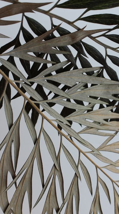 Starting Fruit Seeds Indoors: Creating Optimal Growing Conditions