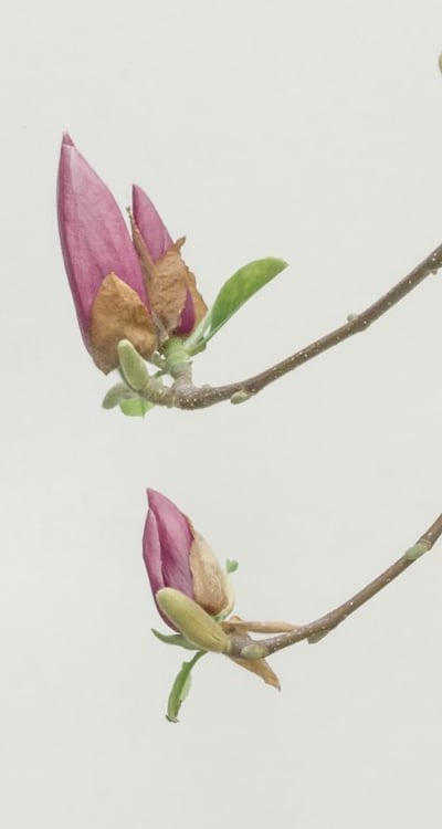Researching different vine plants for your garden.