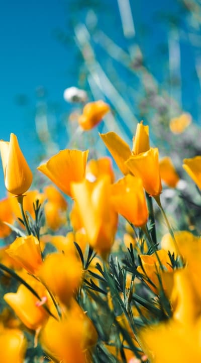 Harvesting mature seeds from annual vines