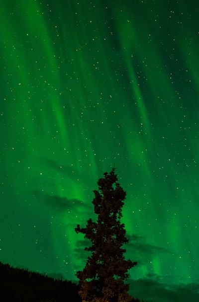 Storage tips for maintaining viability of green bean seeds