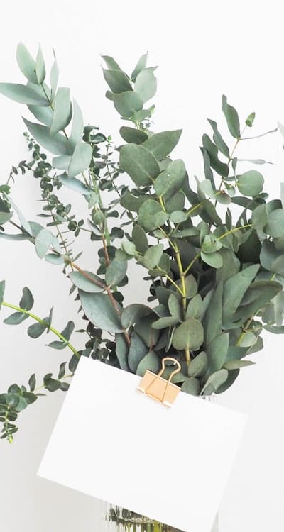 Importance of finding the right moisture balance for seedlings.