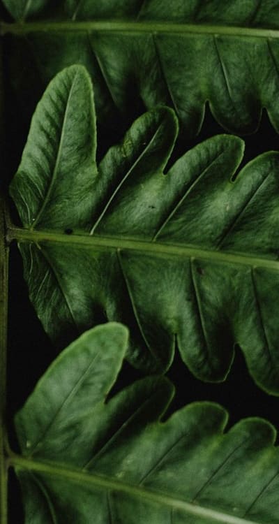 Organic seeds contribute to healthy, resilient plants.