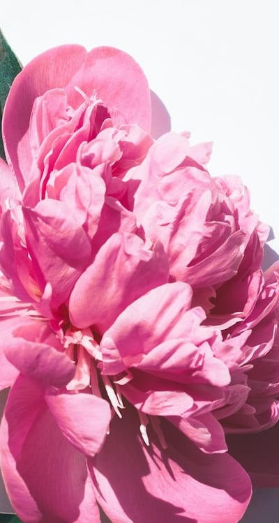 Growing beautiful perennial flowers sustainably with organic seeds