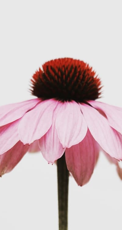 Proper plant spacing for disease prevention.