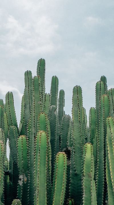 Fertilizer, Nitrogen