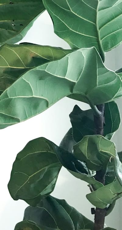 Perennial seedlings need adequate sunlight for healthy growth.