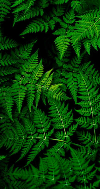 Soil, Organic Matter