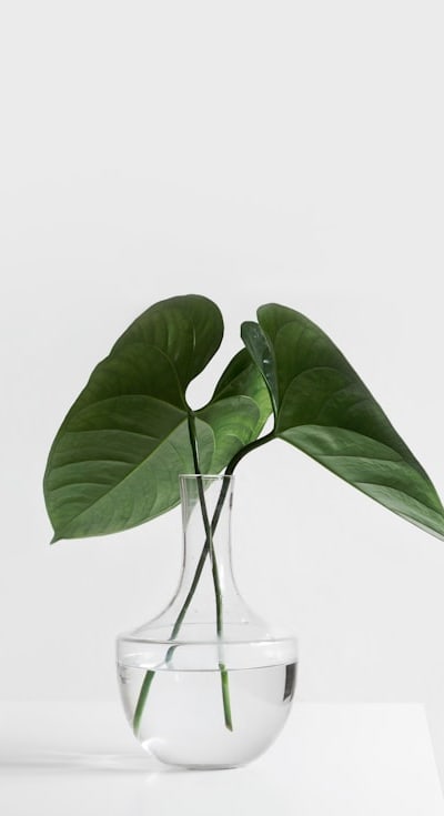 Anatomy of a dicot seed; seed coat, cotyledons, embryo.