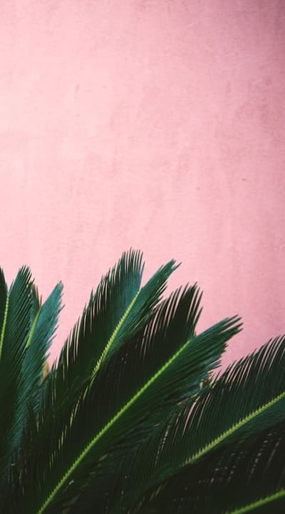 Gentle twist, clean cut, firm but gentle pull.