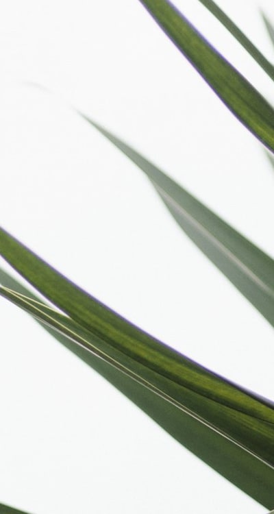 A vital aspect of caring for plants: watering.