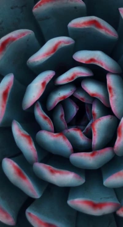 Alt text: Bountiful native wildflowers attract vital pollinators for ecosystem support.