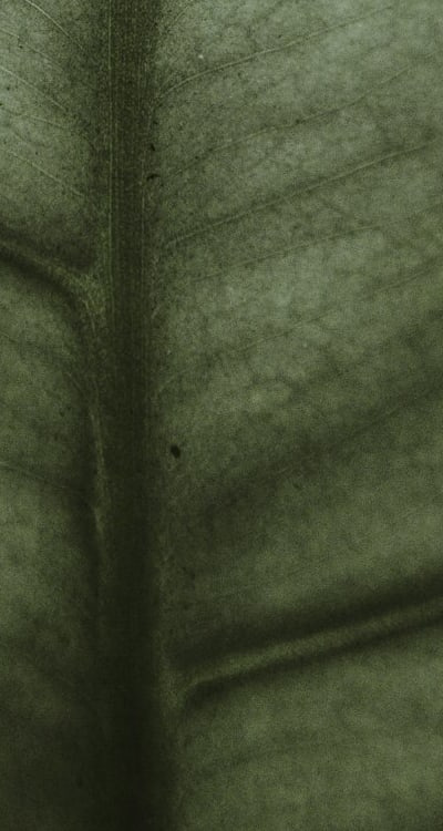 Overcrowding can harm the health and growth of wildflowers.