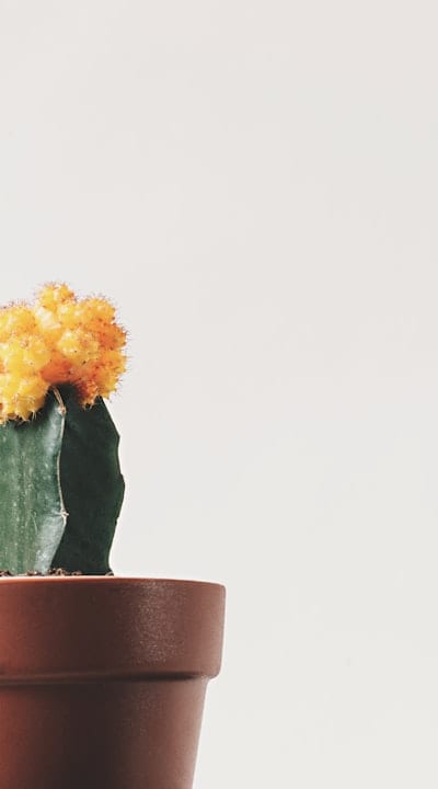 Pre-chilling bulbs in a breathable bag before planting.