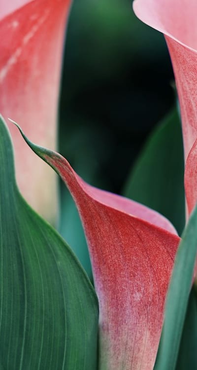 A gardener carefully tending to bush bean plants.