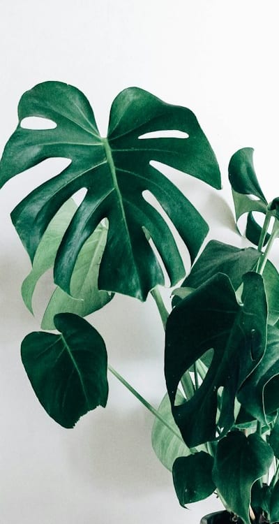 A colorful array of perennial flowers in a catalog.