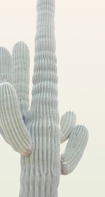 Seedlings being transplanted, careful root handling