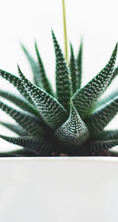 Alt text: Perennial flower seedlings and natural pest control in the garden