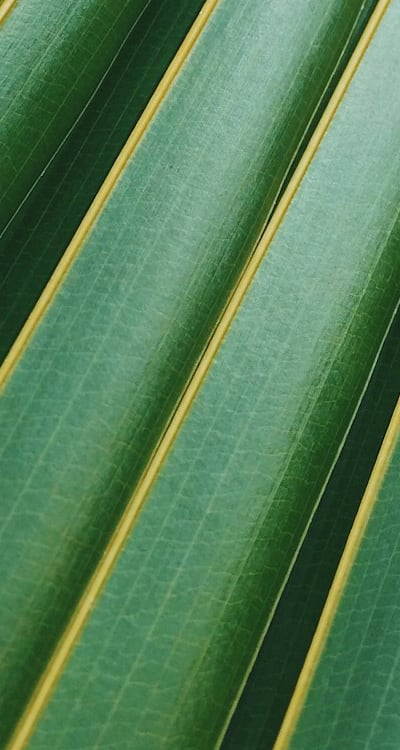 Choosing the right location for your begonia bulbs