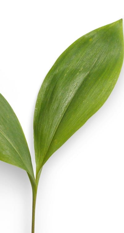 Container size and material considerations for biennial flowers.