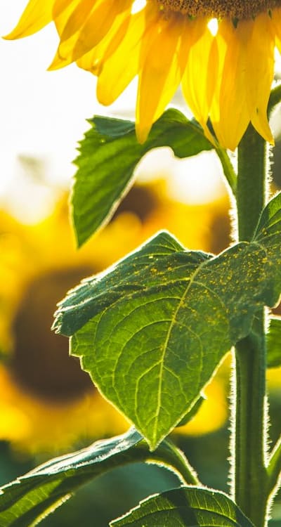 A container garden with biennial flowers blooming.