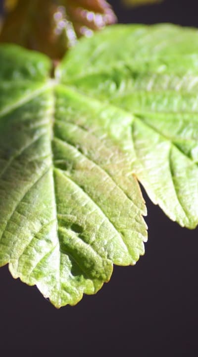 Proper watering is crucial for container-grown bulbs.