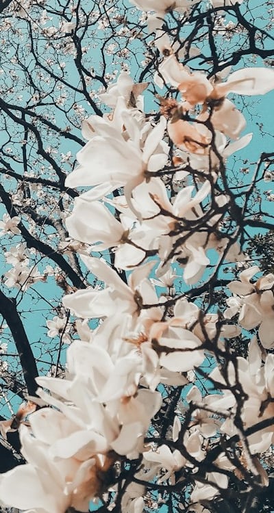 Soil, Dahlia seedlings being transplanted into individual containers